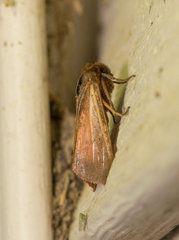 Phragmatobia