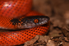 Tschudi's False Coral Snake photo 1