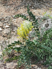 Astragalus vulpinus