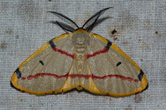 Phoenicocampa rubrifasciata