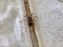 Oedignatha scrobiculata