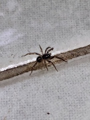 Oedignatha scrobiculata