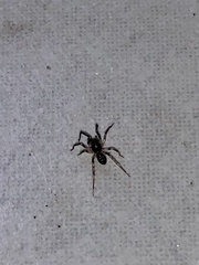 Oedignatha scrobiculata