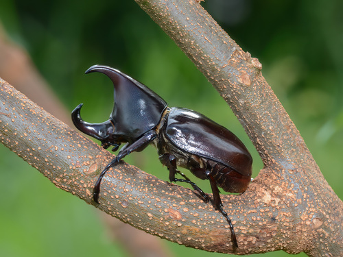 Xylotrupes Beckeri · Inaturalist