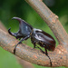 Xylotrupes beckeri - Photo (c) Cheongweei Gan, some rights reserved (CC BY), uploaded by Cheongweei Gan