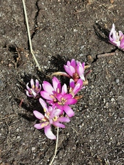 Colchicum bulbocodium