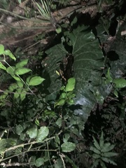 Philodendron maximum