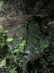 Philodendron maximum