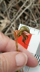 Pterostylis lepida