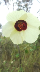 Image of Hibiscus physaloides