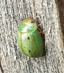 Peltoschema perplexum