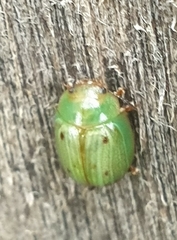 Peltoschema perplexum