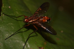 Dexiosoma