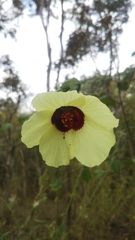 Hibiscus physaloides image