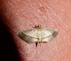 Cnaphalocrocis bilinealis