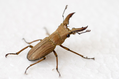 Cyclommatus insignis