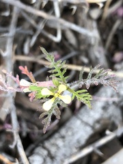 Carrichtera annua