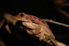 Trachycephalus coriaceus