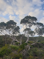 Eucalyptus drummondii