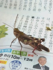 Oedaleus infernalis