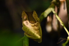 Trachycephalus coriaceus