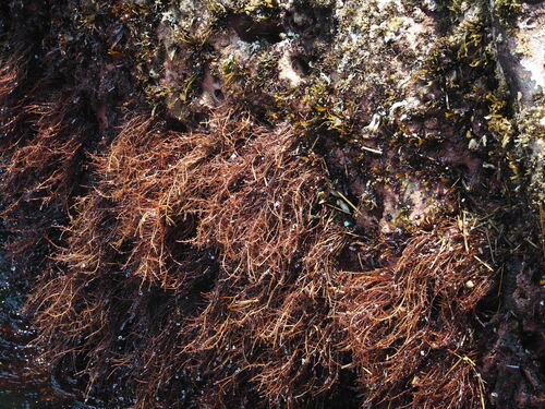 Gelidium amansii observed 2022-07-12