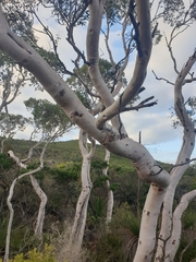 Eucalyptus drummondii