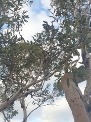 Eucalyptus drummondii