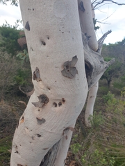 Eucalyptus drummondii