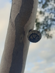 Eucalyptus drummondii