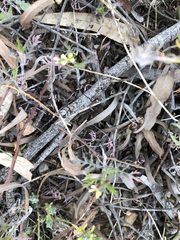 Carrichtera annua