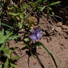 Phacelia linearis
