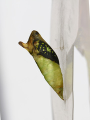 Graphium agamemnon