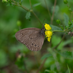 Aphantopus hyperantus