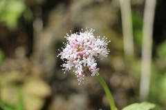 Valeriana sitchensis