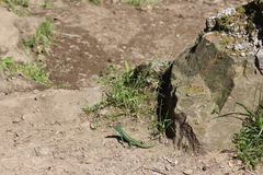 Darevskia chlorogaster