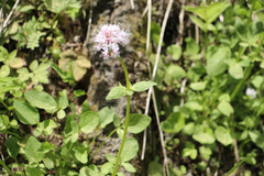 Valeriana sitchensis