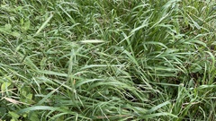 Bromus morrisonensis