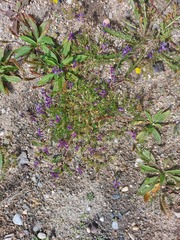 Oxytropis glabra