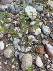 Dontostemon integrifolius