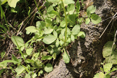 Valeriana sitchensis