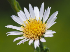 Aster oldhamii
