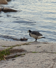 Branta leucopsis