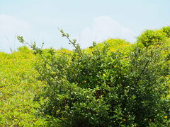 Elaeagnus formosana