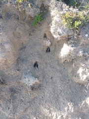 Raphicerus melanotis