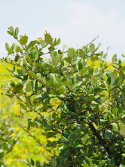 Elaeagnus formosana