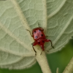 Henicolabus octomaculatus