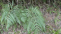 Pteridium aquilinum wightianum