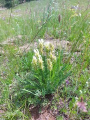 Oxytropis muricata