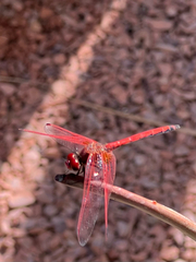 Trithemis arteriosa